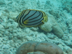 Chaetodon meyeri thumbnail