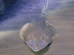 Geigenrochen (Rhinobatos rhinobatos)