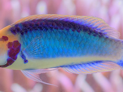 früher unter Cirrhilabrus solorensis