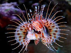 Pterois antennata thumbnail