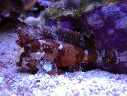 Paracentropogon zonatus