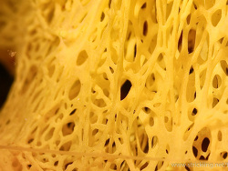 gelber Gitter-Kalkschwamm (Clathrina clathrus)