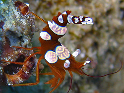 Thor amboinensis - Hohlkreuz-Garnele