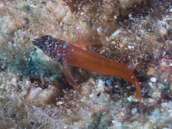 Zwergspitzkopf-Schleimfisch (Tripterygion melanurum)