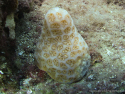 kegelförmige Seescheide (Aplidium conicum)