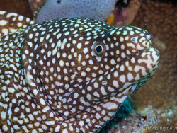 Abotts Muräne (Gymnothorax eurostus)