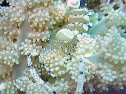 Periclimenes venustus - Partnergarnele