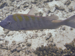 Mahsena-Straßenkehrer (Lethrinus mahsena)