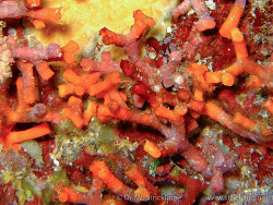 Trugkoralle (Myriapora truncata)