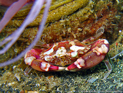 Lissocarcinus laevis - Zylinderrosen Schwimmkrabbe  -  Oktober 2006 - Indonesia - North-Sulawesi - P. Gangga - Canon DIGITAL IXUS 700