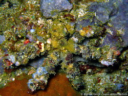 Camposcia retusa - Dekorier-Spinnenkrabbe - Oktober 2006 - Indonesia - North-Sulawesi - Tg. Pulisan - Canon DIGITAL IXUS 700