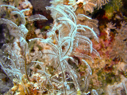 Nesselfarn (Macrorhynchia sp.)