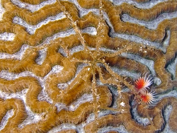 Achaeus spinosus - Seespinne - November 2006 - Indonesia - North-Sulawesi - P. Talise - Canon DIGITAL IXUS 700