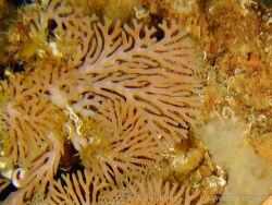 Reteporella elegans-Zierliches Fächermoostierchen,Gozo, Mittelmeer, eingestellt von spacediver 