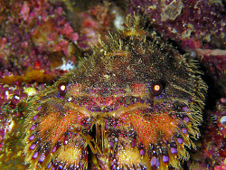 Parribacus japonicus - Bärenkrebs - November 2006 - Indonesia - North-Sulawesi - P. Talise - Canon DIGITAL IXUS 700