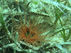 Cerianthus filiformis, Philippinen 