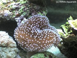 Sarcophyton ehrenbergi