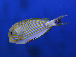 Acanthurus Lineatus