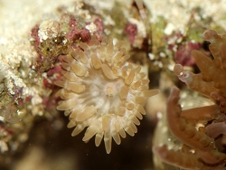 Phymanthus buitendijki - juvenile (c) Muelly