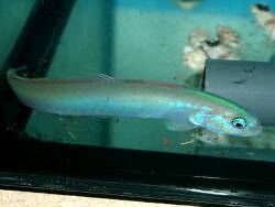 Ptereleotris microlepis thumbnail