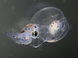 Larve Wunderpus photogenicus