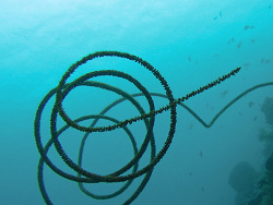 Junceella fragilis - Sea Whips  November 2006 - Indonesia - North-Sulawesi - P. Talise - Canon DIGITAL IXUS 700