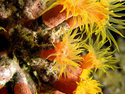 Dendrophyllia gracilis - Kelchkoralle  November 2007 - Egypt - Red Sea - Safari - Canon PowerShot G7
