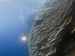 Pachyseris speciosa - Rinnenkoralle  November 2007 - Egypt - Red Sea - Safari - Canon PowerShot G7 