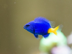 Chrysiptera parasema