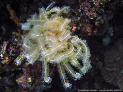 Comanthina nobilis - Edel-Haarstern    Oktober 2006 - Indonesia - North-Sulawesi - P. Gangga - Canon DIGITAL IXUS 700
