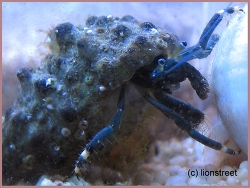Clibanarius virescens thumbnail