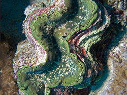 Tridacna squamosa thumbnail