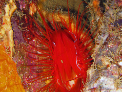 Limidae - Feilenmuschel   Oktober 2006 - Indonesia - North-Sulawesi - P. Lembeh - Canon DIGITAL IXUS 700 