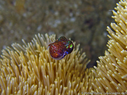 Euprymna berryi  -  Bobtail squid   -  Oktober 2006 - Indonesia - North-Sulawesi - P. Gangga - Canon DIGITAL IXUS 700 