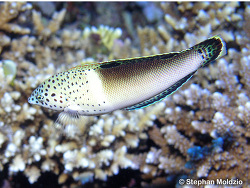 Foto: Marsa Shagra, Ägypten, 31.12.1969, 15cm Lnge