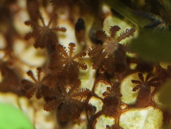 unbekannte Oktokoralle (Cervera sp.),stark vergrößert_25.05.2017 (c) Muelly