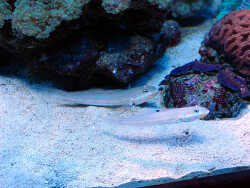 Valenciennea muralis - Vierstreifen-Schläfergrundel   - Copyright des Fotos, Markus Resch