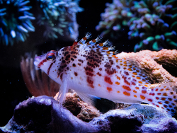 Cirrhitichthys falco thumbnail