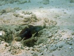 Amblygobius albimaculatus thumbnail