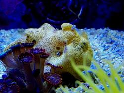 Copyright Harzer-Korallen-Shop 1