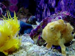 Copyright Harzer-Korallen-Shop 2