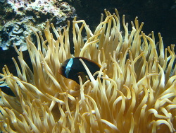 Amphiprion frenatus - Weißbinden-Glühkohlen-Anemonenfisch