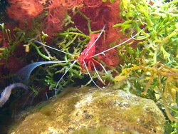 Kardinalsgarnele (Im Tierpark als Kardinalsputzergarnele bezeichnet)