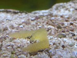 Hippocampus Reidi Eier