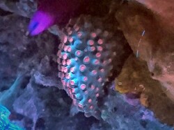 Cyphastrea sp. colored