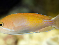 Pseudanthias hypselosoma thumbnail