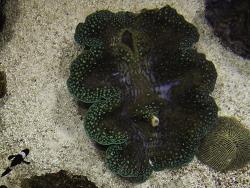 Tridacna Gigas copyright by Marco Kruska