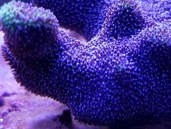 Psammocora Stellata Ableger