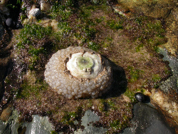 Umbraculum umbraculum 4, Umbrella Slug (Umbraculum umbraculum)  WGS84 -30.304440, 153.149072.