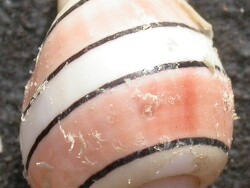 Hydatina amplustre 1, Bubble Shell (Hydatina amplustre) from the Solitary Islands Marine Park headlands on the north coast of NSW Australia 2013